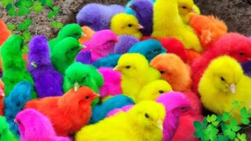 Rainbow baby cute animals, learn colors for kids