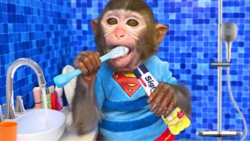 Funny Monkey Brushes His Teeth