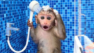 Monkey’s Bubble Bath Adventure