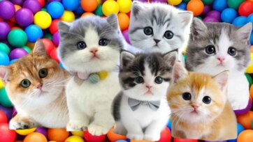 Colorful Playland Kittens Having Fun in a Rainbow Surprises